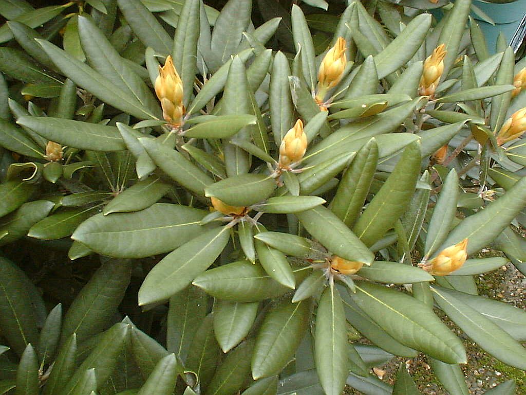 Rhododendronvallei - Amsterdam
