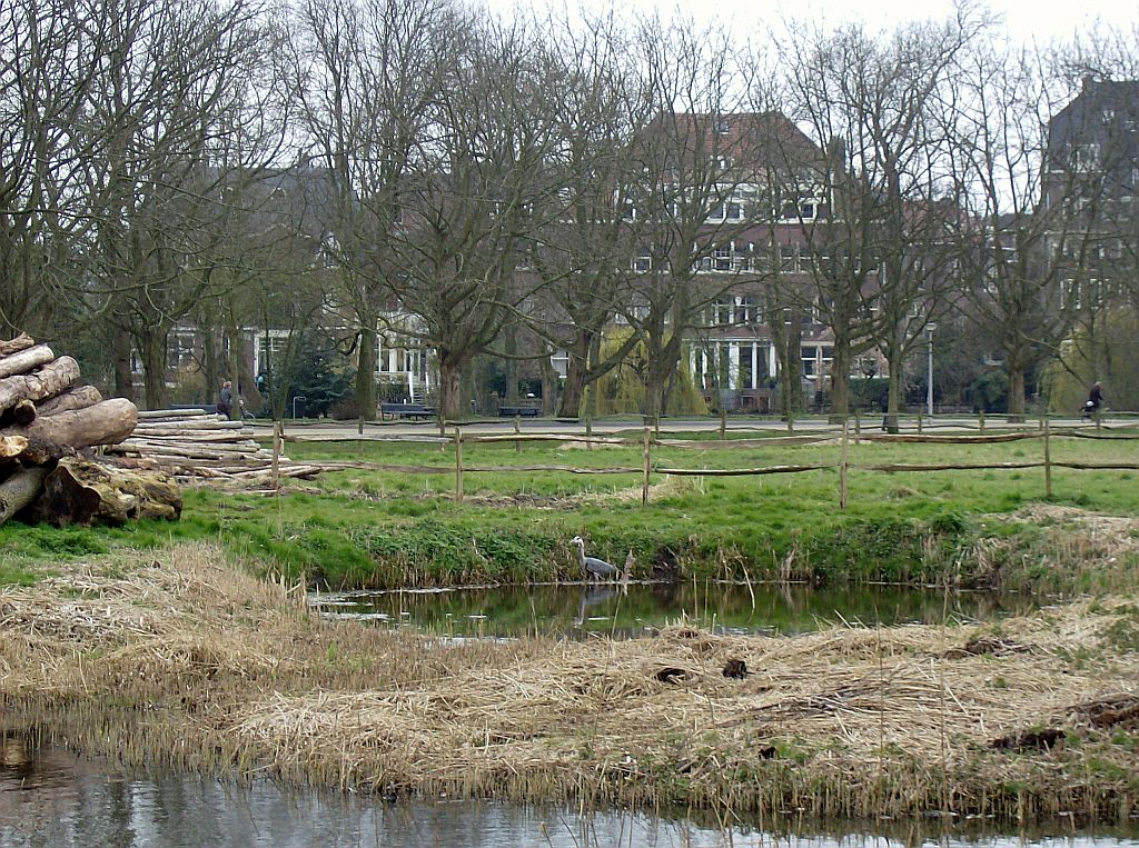 Koeienweide - Amsterdam
