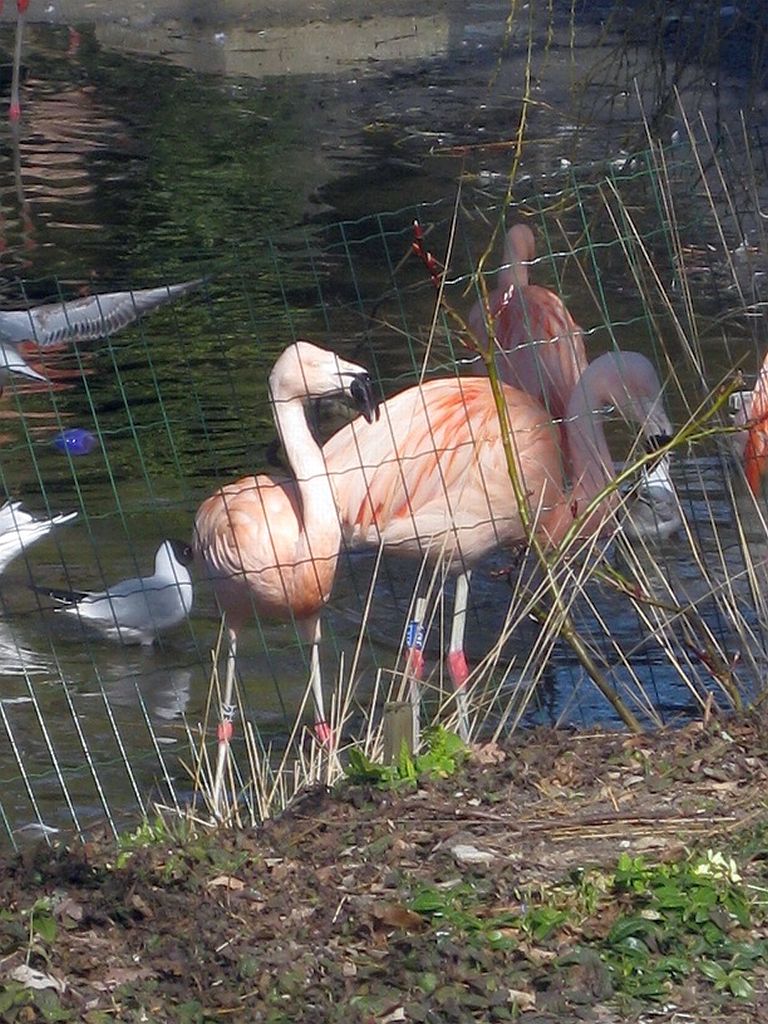 Artis Flamingo s - Amsterdam