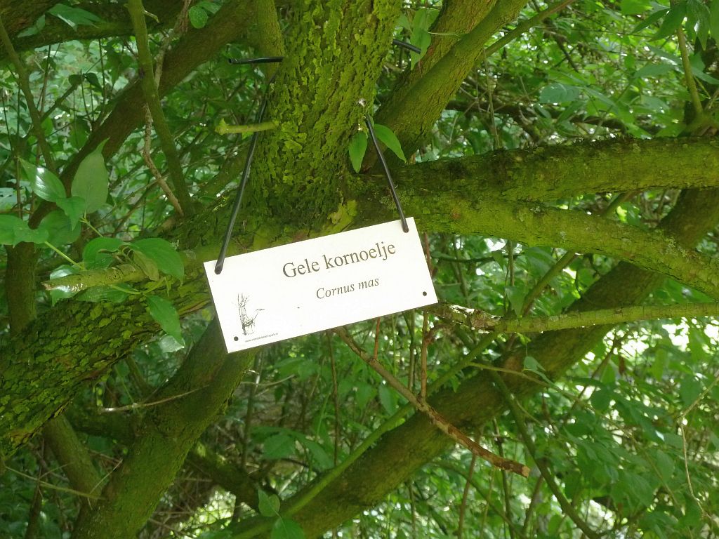 Bomen en Planten- Gele Kornoelje - Amsterdam
