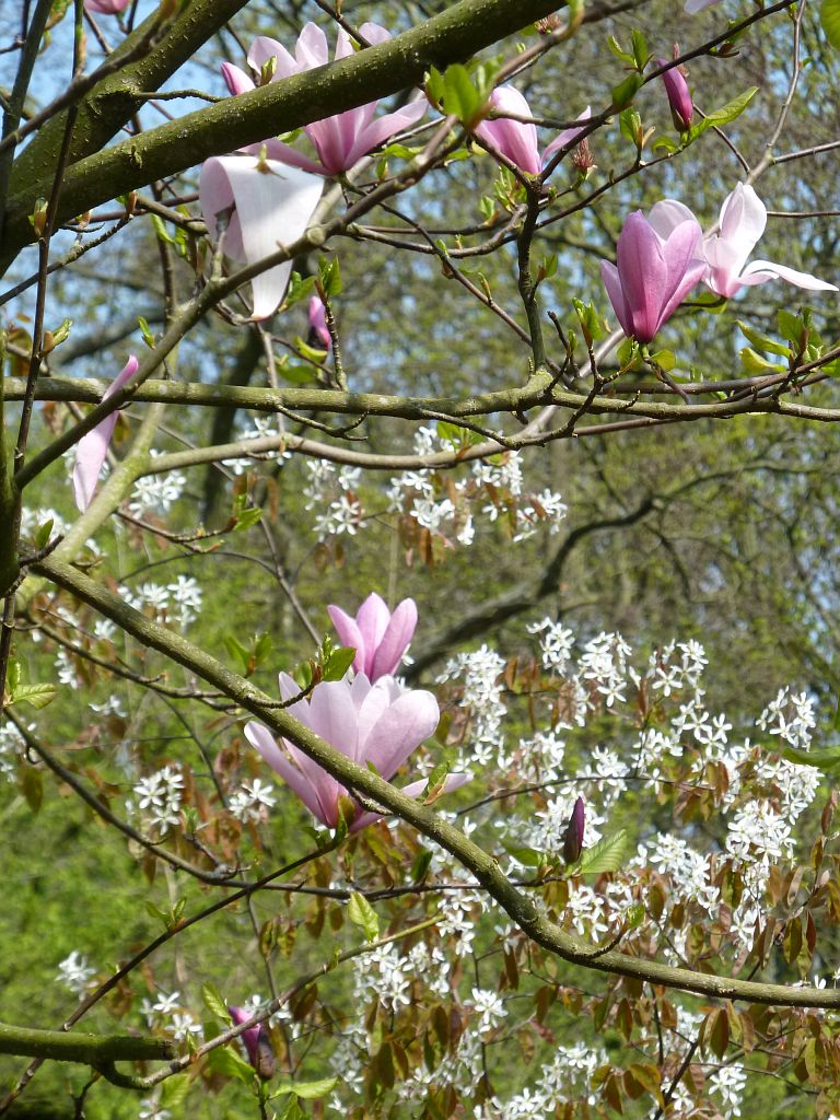 Bomen en Planten - Magnolia - Krentenboom - Amsterdam