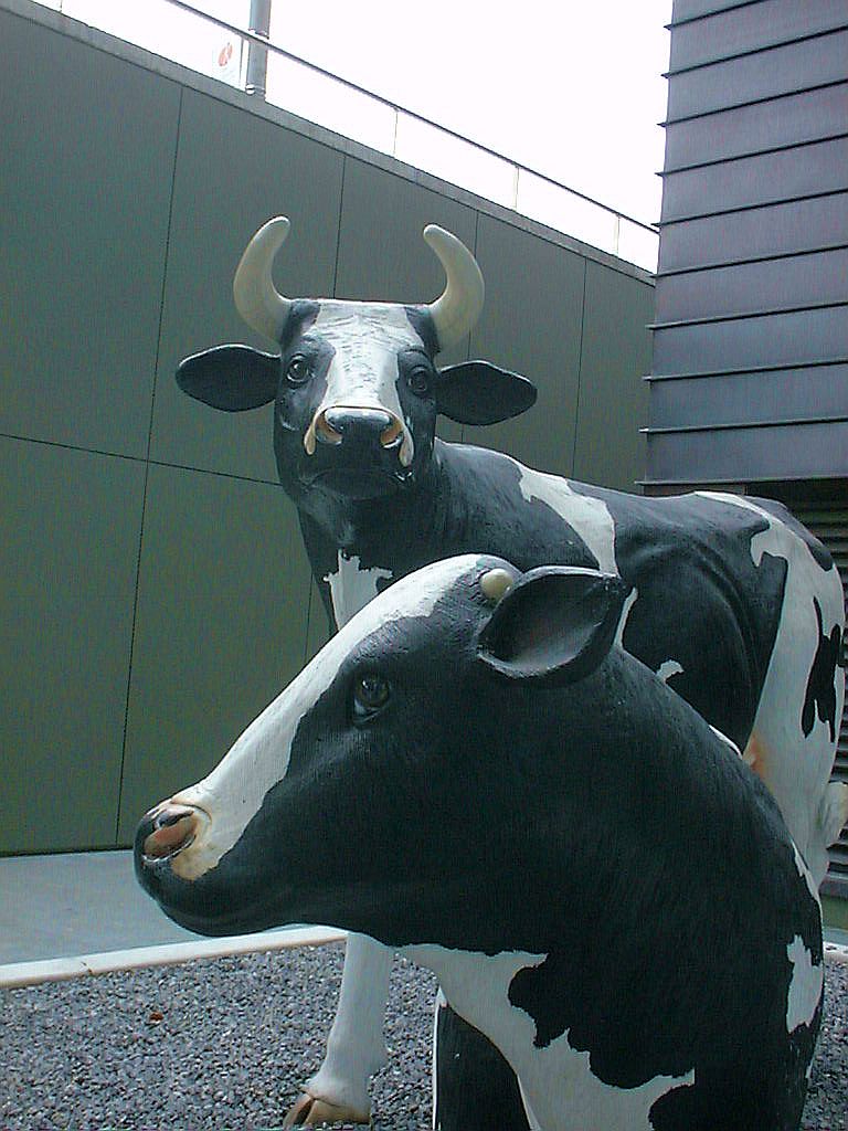 Koeien - Amsterdam
