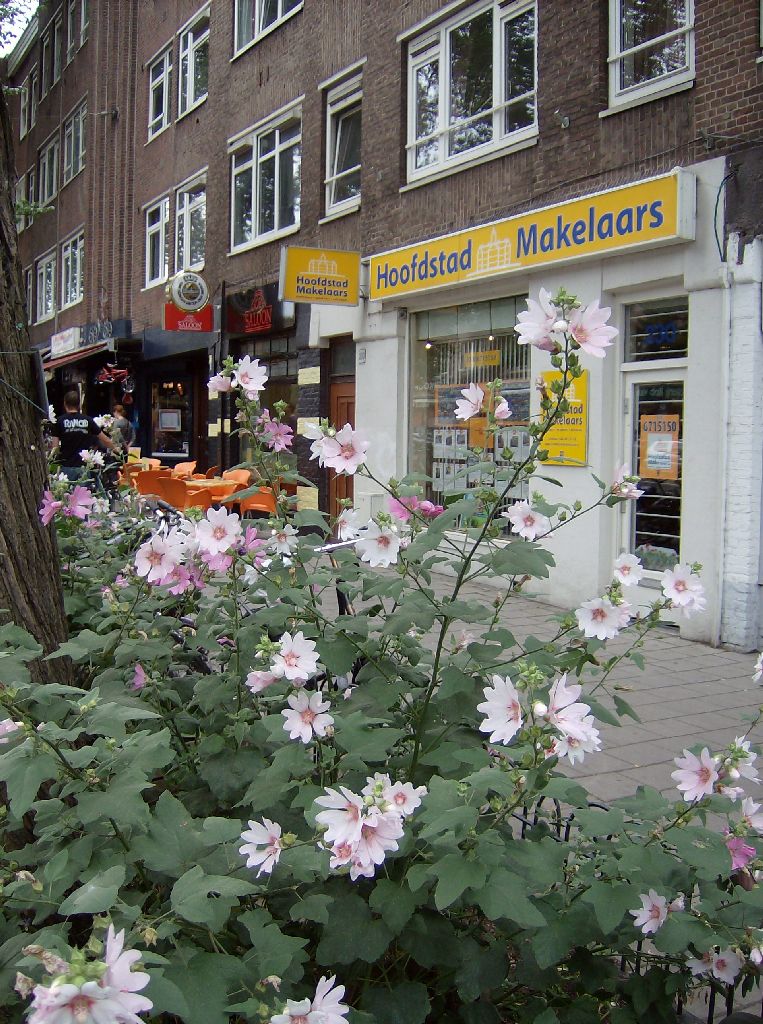 Van Woustraat - Amsterdam